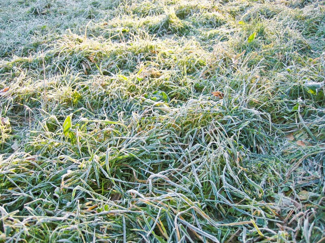 Tawnik po zimieKiedy pogoda się ustabilizuje, warto zająć się zebraniem resztek roślin, chwastów, źdźbeł obumarłej trawy oraz szczątek liści