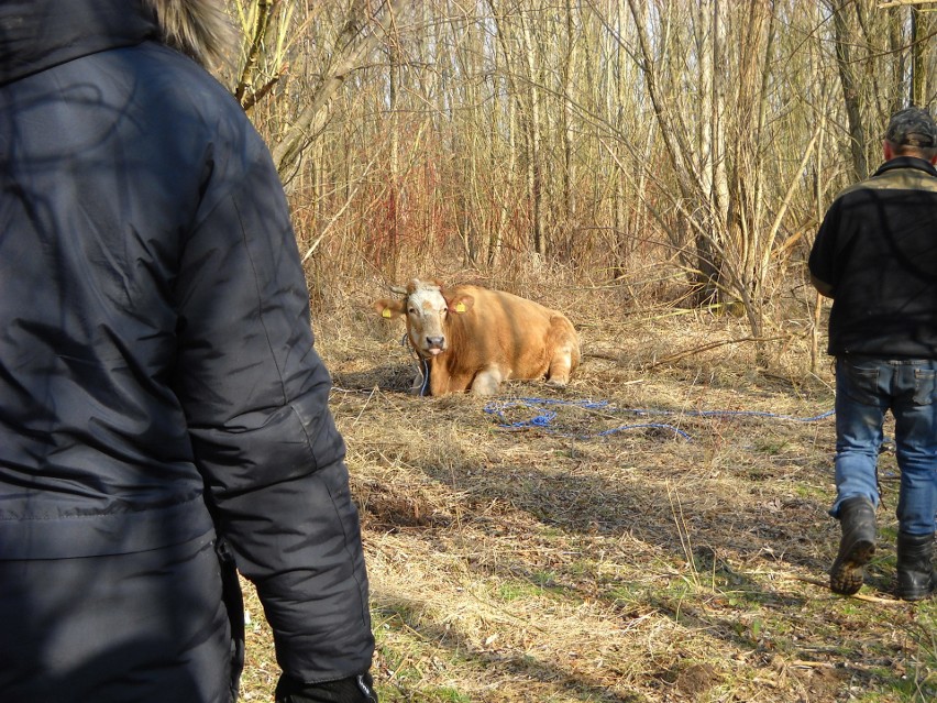 Krowa-uciekinierka złapana nad brzegiem Jeziora Nyskiego koło Siestrzechowic po kilkugodzinnej obławie. Ze stresu padła w transporcie