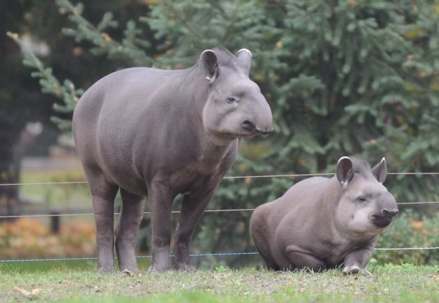 Do węgierskiego ogrodu wyprowadziła się samica tapira.