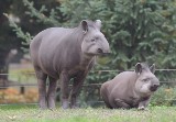 Przeprowadzki mieszkańców łódzkiego zoo 