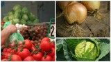 Zeszłoroczne zbiory warzyw gruntowych? Fatalne wyniki