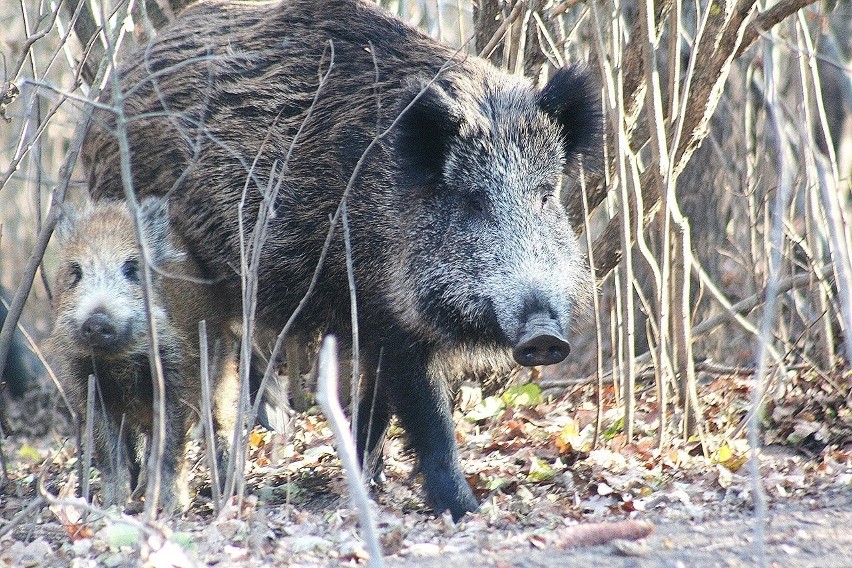 Lubliniecka policja przestrzega przed dzikimi zwierzętami na...