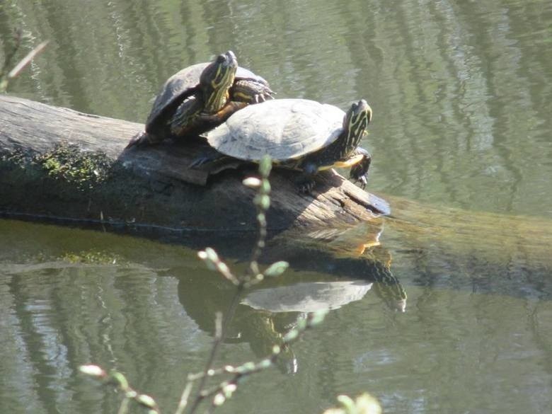 Żółwie w Nacynie w Rybniku! Ktoś wypuścił gady do rzeki! Egzotyczne żółwie mogą stwarzać zagrożenie. Nasz rodzimy żółw jest bez szans