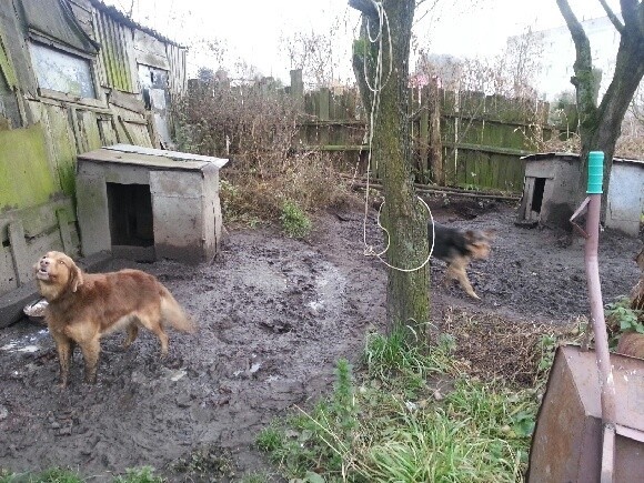 Psy cały czas są uwiązane, a dookoła tylko błoto - tak wygląda sytuacja w jednym z gospodarstw w Redle pod Świdwinem.