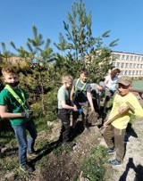 Ogród roślin miododajnych powstał przy Szkole Podstawowej nr 11 w Chełmie. Zobacz zdjęcia z prac ogrodniczych