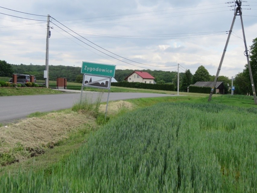 Dziki niszczą rolnikom uprawy