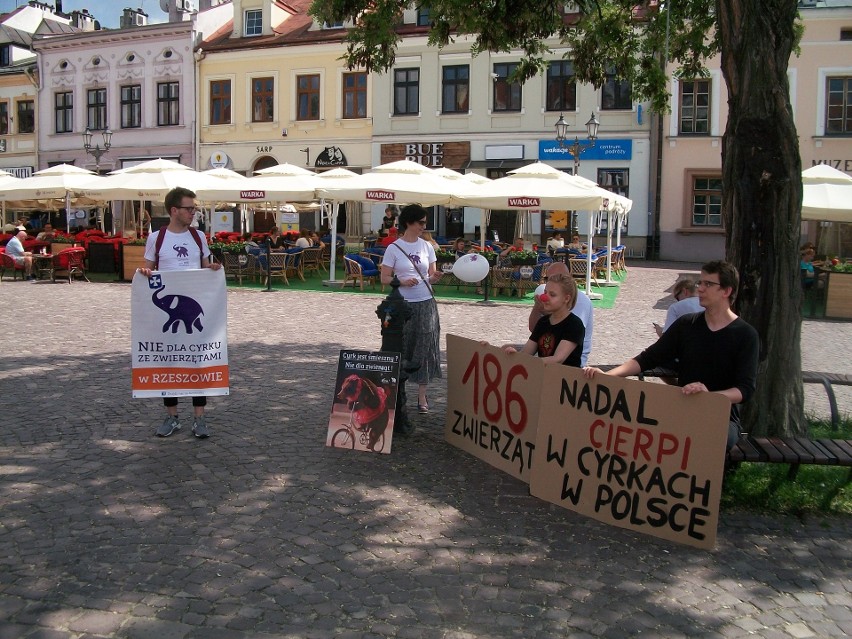 Dzień Cyrku Bez Zwierząt na rzeszowskim Rynku. Przechodnie reagowali pozytywnie [ZDJĘCIA]