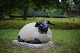 Piwniczna-Zdrój ma nową atrakcję turystyczną. To stadko czarnych owiec, z którymi kojarzone jest uzdrowisko. Szukają dla nich imion