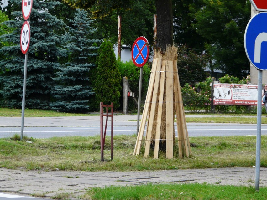 Drzewa na ulicy Łaskiej obłożone deskami. Co się dzieje? ZDJĘCIA