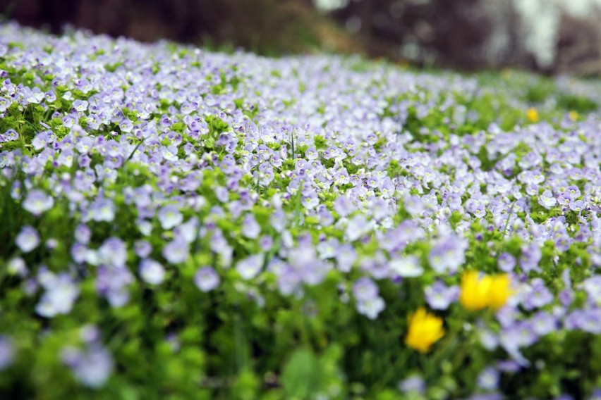 Spacer z okazji Nocy Muzeów po Ogrodzie Botanicznym UMCS w...