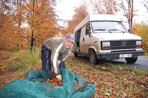 Wojciech Zjawiony zbiera nasiona buka w lesie przy trasie krajowej nr 11. 