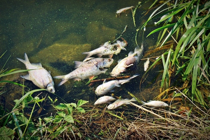 Wrocław: Śnięte ryby w kanale Odry. Nawet kilkaset kilogramów [ZDJĘCIA]