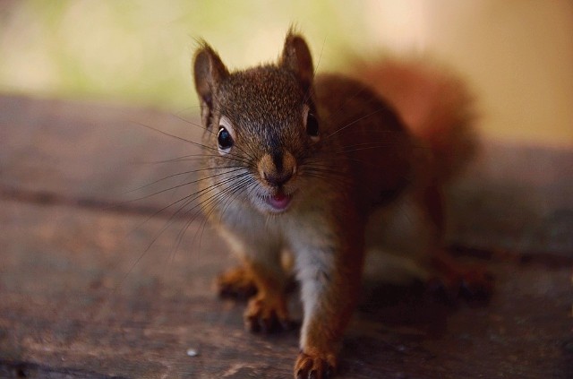 Nietypową interwencję zaliczyli ostatnio pracownicy Wildlife Rehabilitation Center w Wisconsin w Stanach Zjednoczonych. Musieli uratować pięć małych wiewiórek, które splątały się ogonami. Zobacz zdjęcia z akcji ich uwalniania ---------->