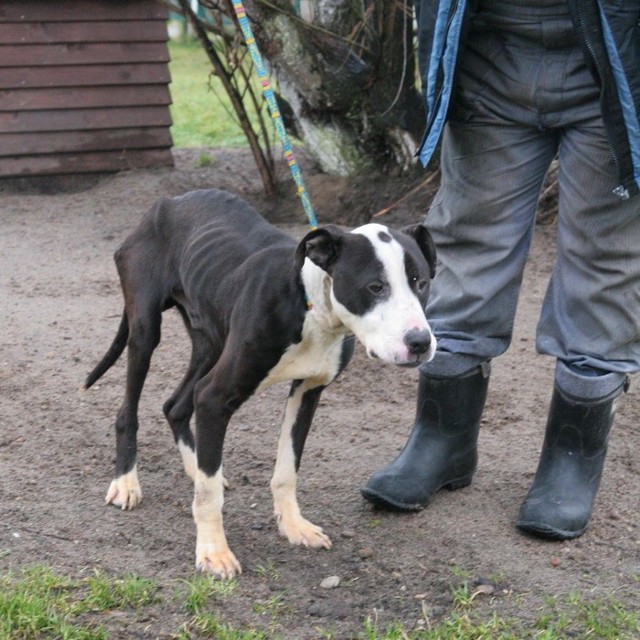 Wychudzony amstaff w słupskim schronisku.