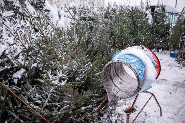 Choinki od leśników są hodowane na specjalnych leśnych plantacjach.