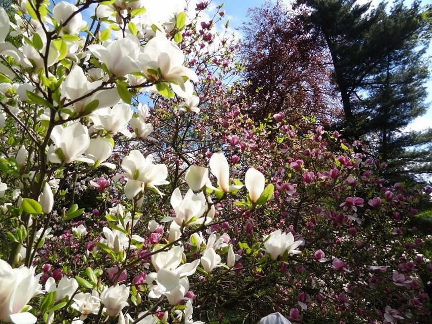 Arboretum Kórnickie: Dni Kwitnących Magnolii