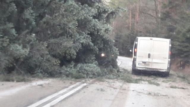 Powalone drzewo na drodze Kielce - Zagnańsk. Do zdarzenia...
