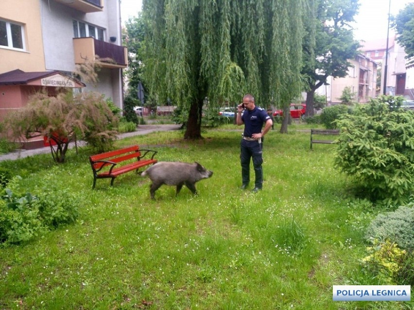 W centrum miasta dzik ukradł dzieciom pierogi. Interweniowała policja