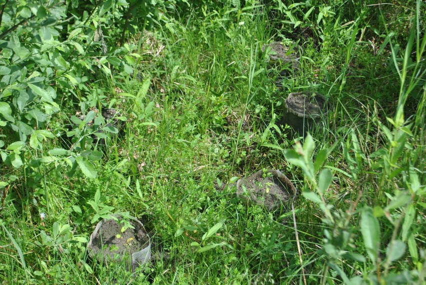 27-latek miał plantację nad jeziorem