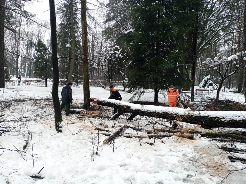 Ponad stuletnie dęby spadały z Góry Parkowej wprost na...