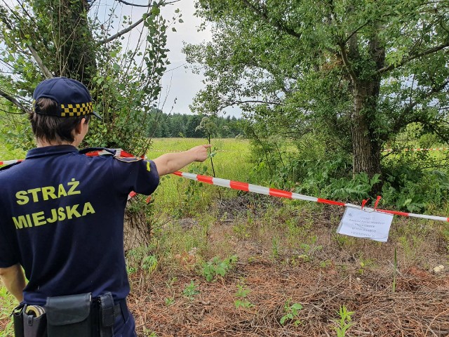 Olbrzymie rośliny, których wysokość może dochodzić nawet do pięciu metrów, wyrosły w wielu miejscach we Wrocławiu. Jeśli je napotkacie, zgłoście to do Straży Miejskiej.