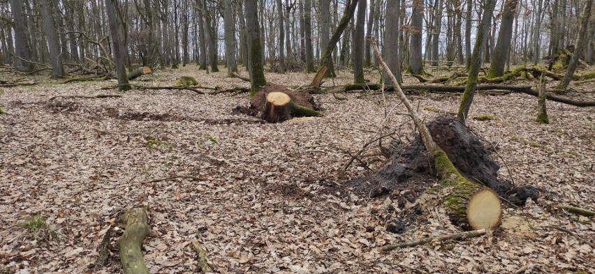 Kradzież drewna z lasu w gminie Debrzno. W sprawie przewija się nazwisko byłego burmistrza