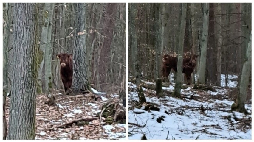 Uciekinier złapany. Odnalazł się byk, który krążył po...