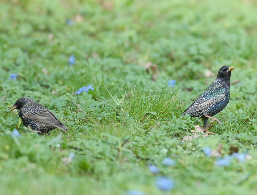 Ornitolodzy opowiedzą o migracji ptaków, m.in. szpaków.