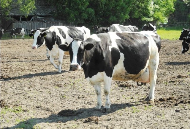 Nowe ekologiczne wyzwania pojawią się również przed hodowcami bydła