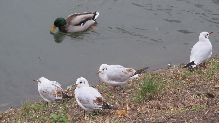 Mewy nad fosą miejską we Wrocławiu