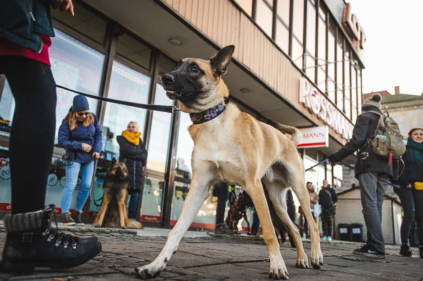 Trójmiejski Zlot Owczarków Belgijskich [30.11.2019]