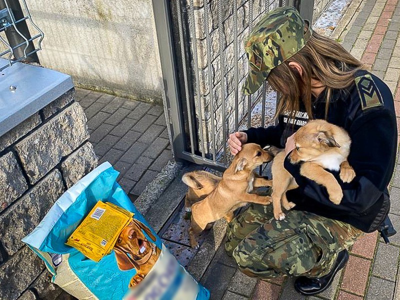 Pogranicznicy uratowali szczeniaki, które były uwięzione w worku w rowie