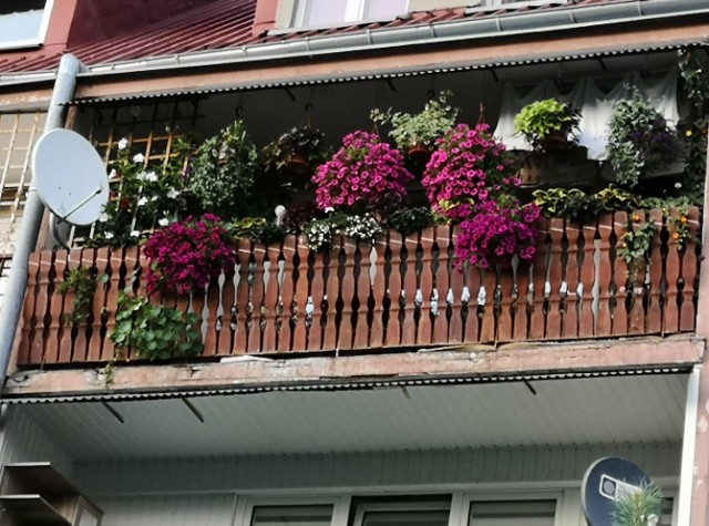 W środę najwięcej głosów w kategorii Balkony miał balkon Leszka Chały z Dwikóz w powiecie sandomierskim.