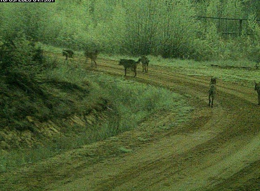 Kamery Nadleśnictwa Nurzec zarejestrowały watahę wilków, która chodziła po drodze żwirowej (zdjęcia)