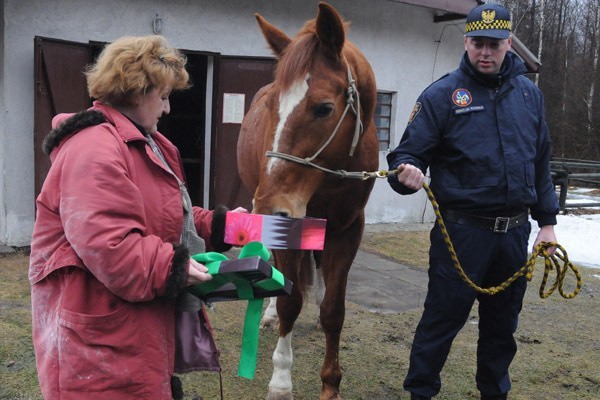 Koń straży miejskiej na emeryturze  (galeria zdjęć)