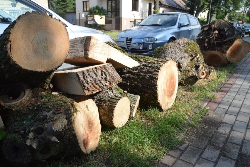 Pozostałości ściętych drzew zalegają przy ul. Jasnej. Pnie...