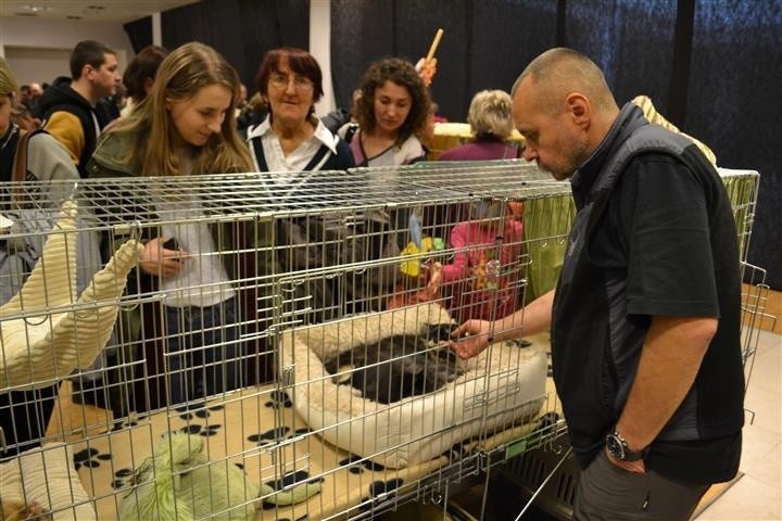 Kocie pięnoości przyjechały do Częstochowy na V Jurajski...