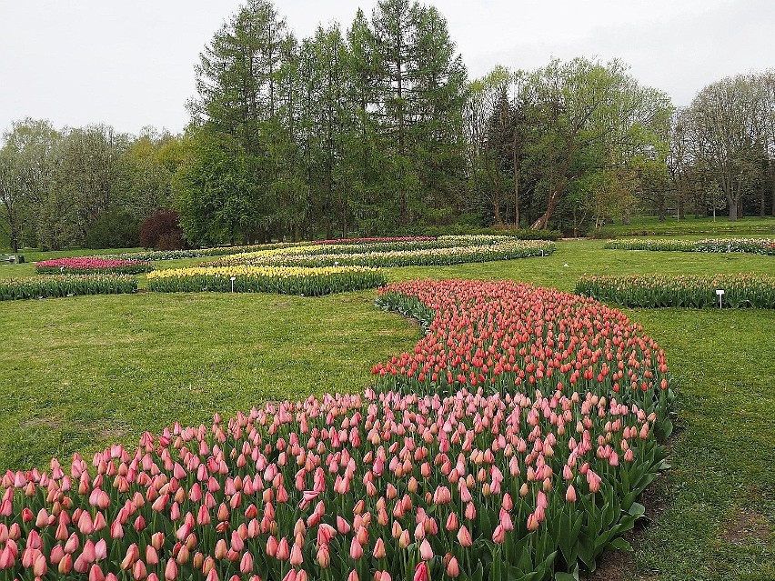 W Ogrodzie Botanicznym w Łodzi zaczynają kwitnąć tulipany.