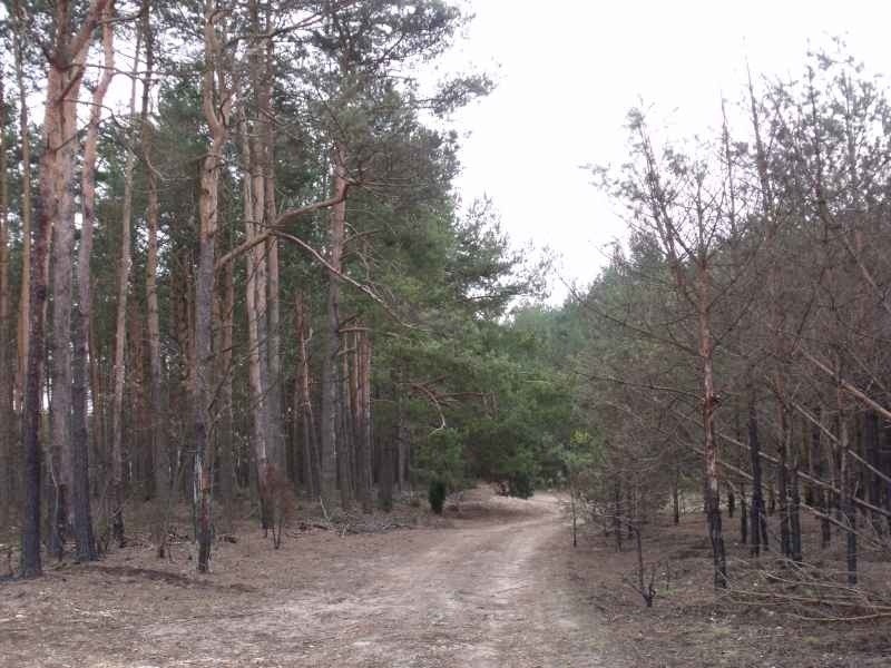 Drzewa, które najbardziej ucierpiały w pożarze w Piaseczni,...