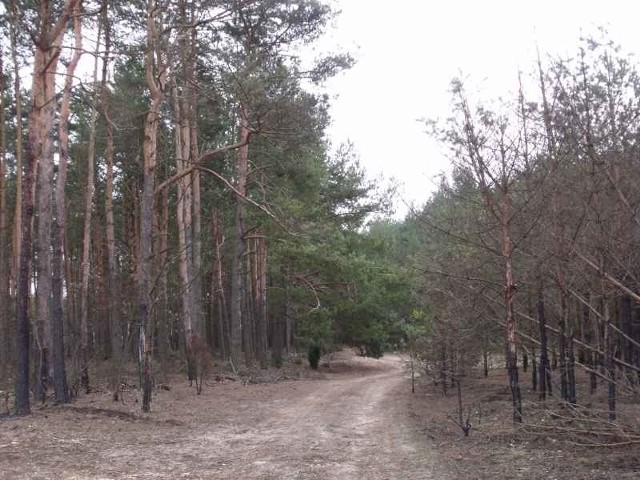 Drzewa, które najbardziej ucierpiały w pożarze w Piaseczni, już nie odżyją