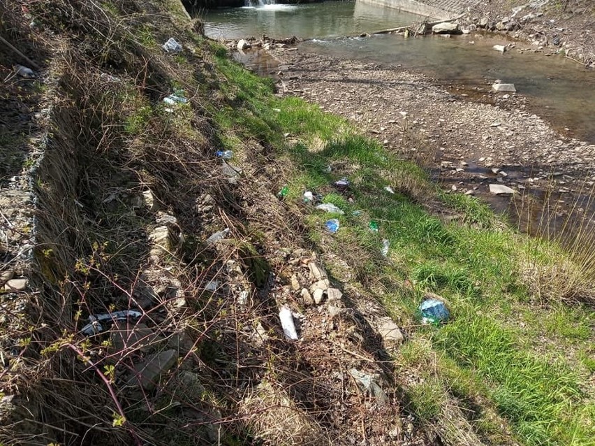 Akcja sprzątania brzegu Krzyworzeki w Wiśniowej