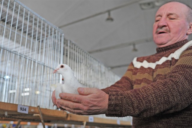11 listopada w pawilonie 4. Międzynarodowych Targów Poznańskich odbędzie się Regionalna Wystawa Młodych Gołębi Rasowych, Drobiu Ozdobnego i Królików. Zobaczyć będzie można nowe gatunki gołębi, jak i te zagrożone wyginięciem.