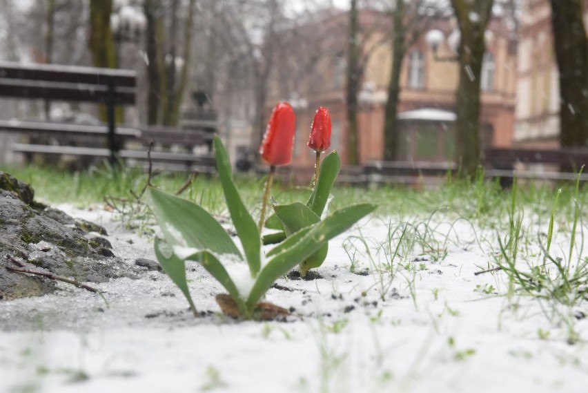 Pogoda na kwiecień. Kiedy przyjdzie prawdziwa wiosna?...