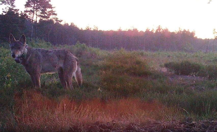 Wilka Gustav przebył 10 tys. km w poszukiwaniu partnerki!