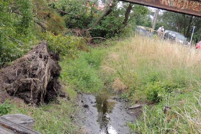 Koryto rzeki we fragmentach zarządzanych przez jednostkę z Włocławka przykryły połamane podczas ostatnich burz krzaki i drzewa, rzeczka zarasta i jest zaśmiecona