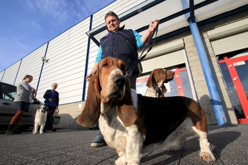 8500 psów w Targach Kielce. Trwa największa w tym roku polska wystawa