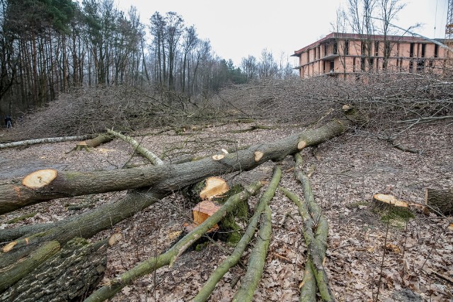 Wycinka w Małopolsce sięgnęła lasów, władze straciły kontrolę
