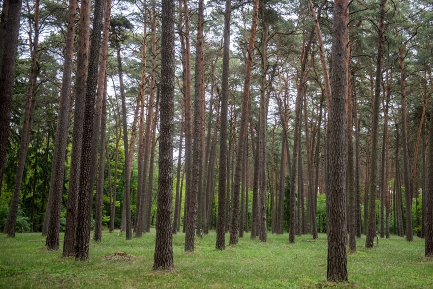 Wycieczkę po Puszczy Noteckiej rozpoczynamy nietypowo, bo...