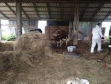 Wyrok roku więzienia dla rolnika z gm. Suraż skazanego za zagłodzenie siedmiu krów i skrajne zaniedbania pozostałych zwierząt