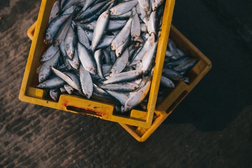 Ryby to główne źródło kwasów omega 3. W rybach znajdują się...